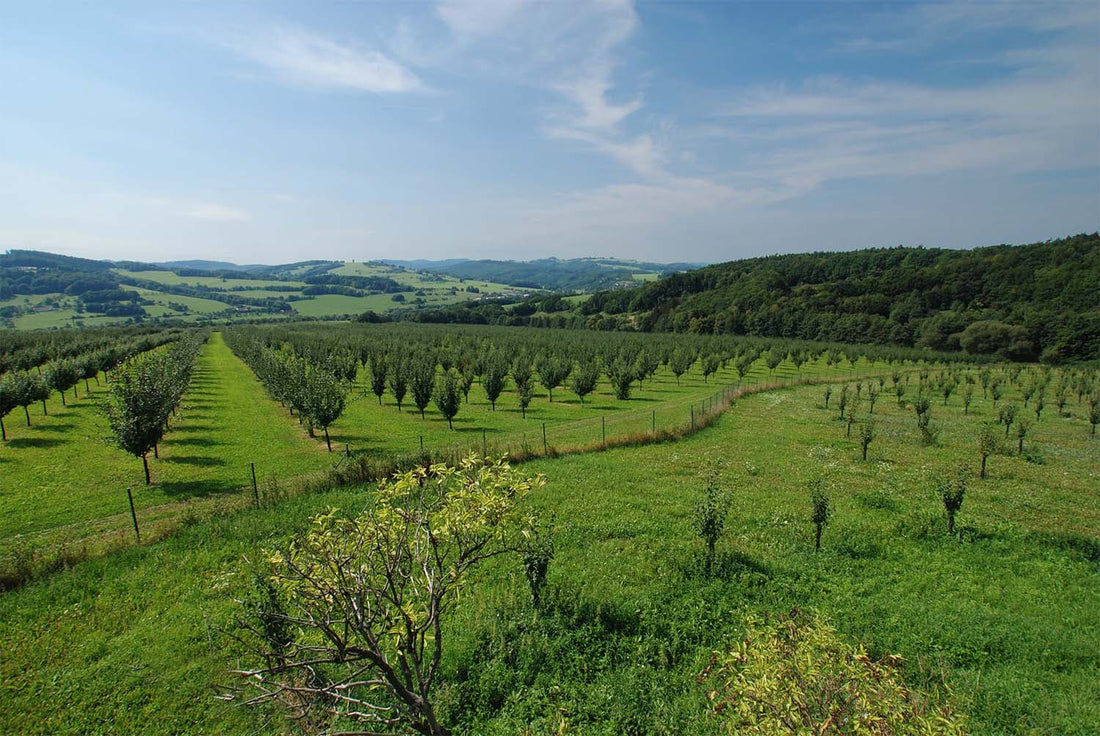 R.Jelínekとの出会い